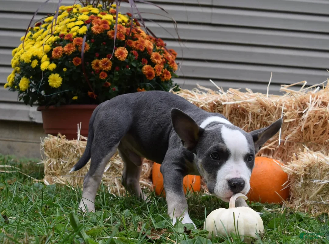 American Bully dogs for sale: American Bully 3 - Ad 2