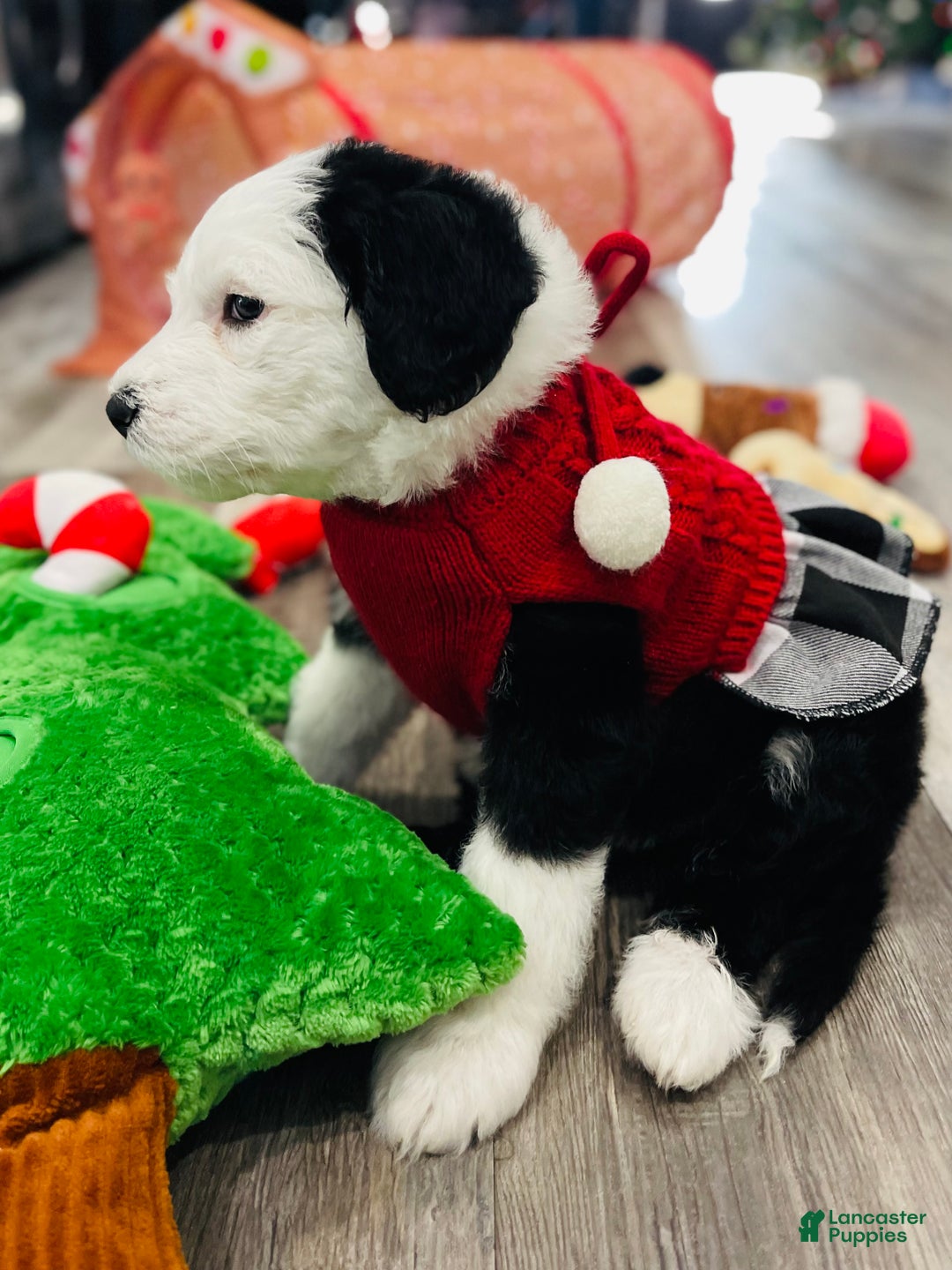 Sheepadoodle dogs for sale: Sheepadoodle Puppy 6 - Ad 6