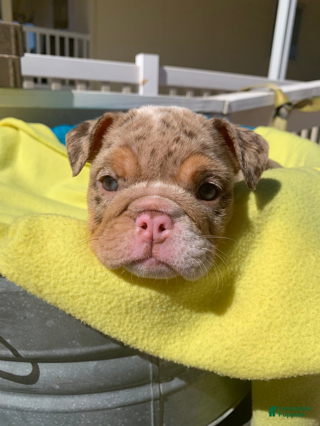 English Bulldog dogs for sale: Rocco - Ad 6