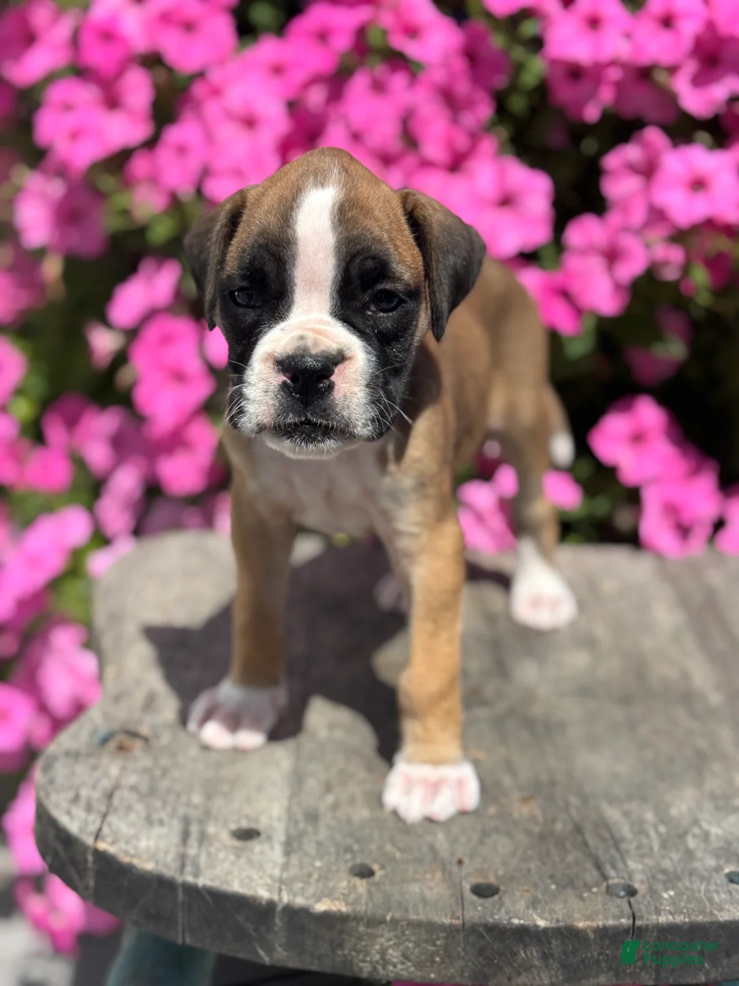 Boxer dogs for sale: Mia - Ad 1