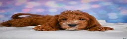 Cavapoo dogs for sale: Clifford - Ad 7