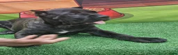 Cane Corso dogs for sale: SKY - Ad 6