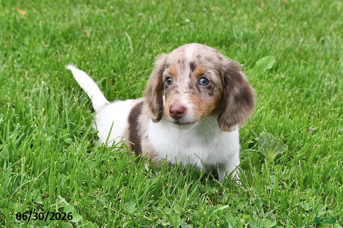 Miniature Dachshund dogs Butch - Ad 2