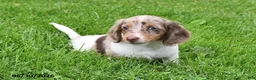 Miniature Dachshund dogs for sale: Butch - Ad 2