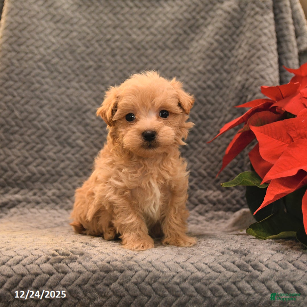 Maltipoo dogs for sale: Tootsie - Ad 2