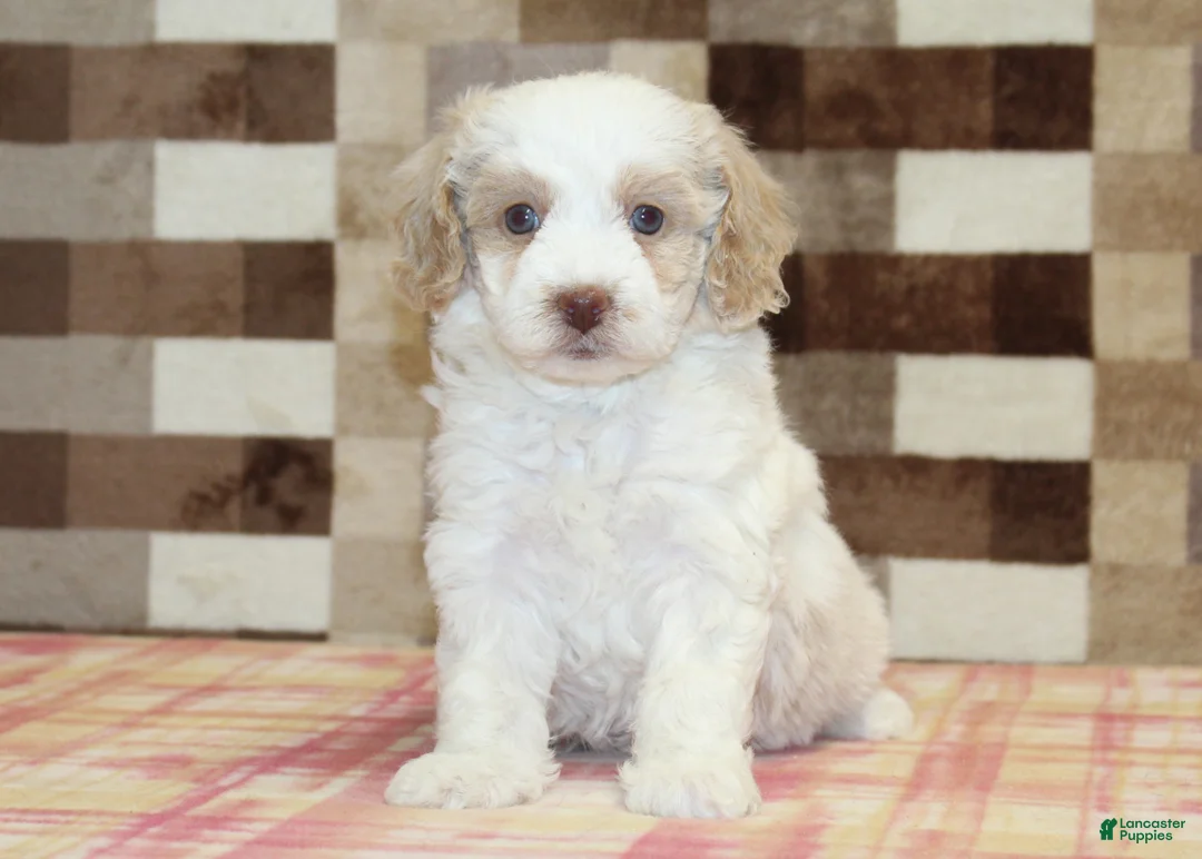 Mini Bernedoodle dogs for sale: Casey - Ad 3
