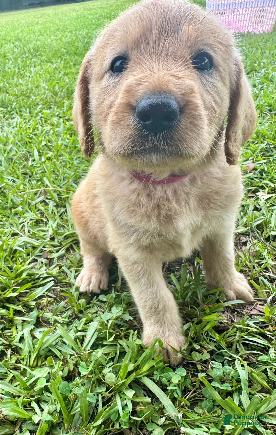 Labradoodle dogs for sale: Sadie - Ad 2