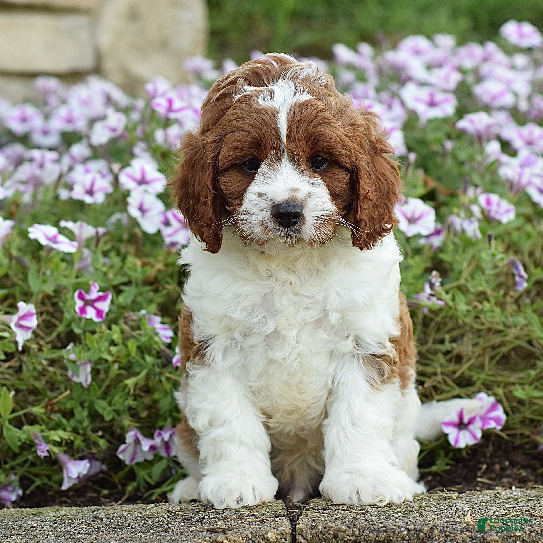 Cavapoo dogs Diego - Ad 1