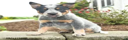 Australian Cattle Dog dogs for sale: Fitz - Ad 3