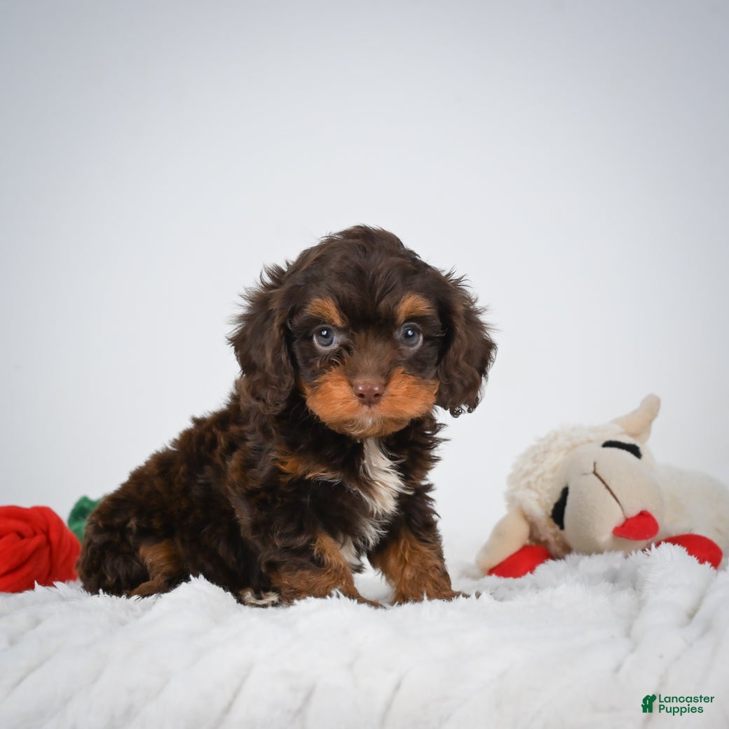 Cavapoo dogs Jasmine - Ad 2