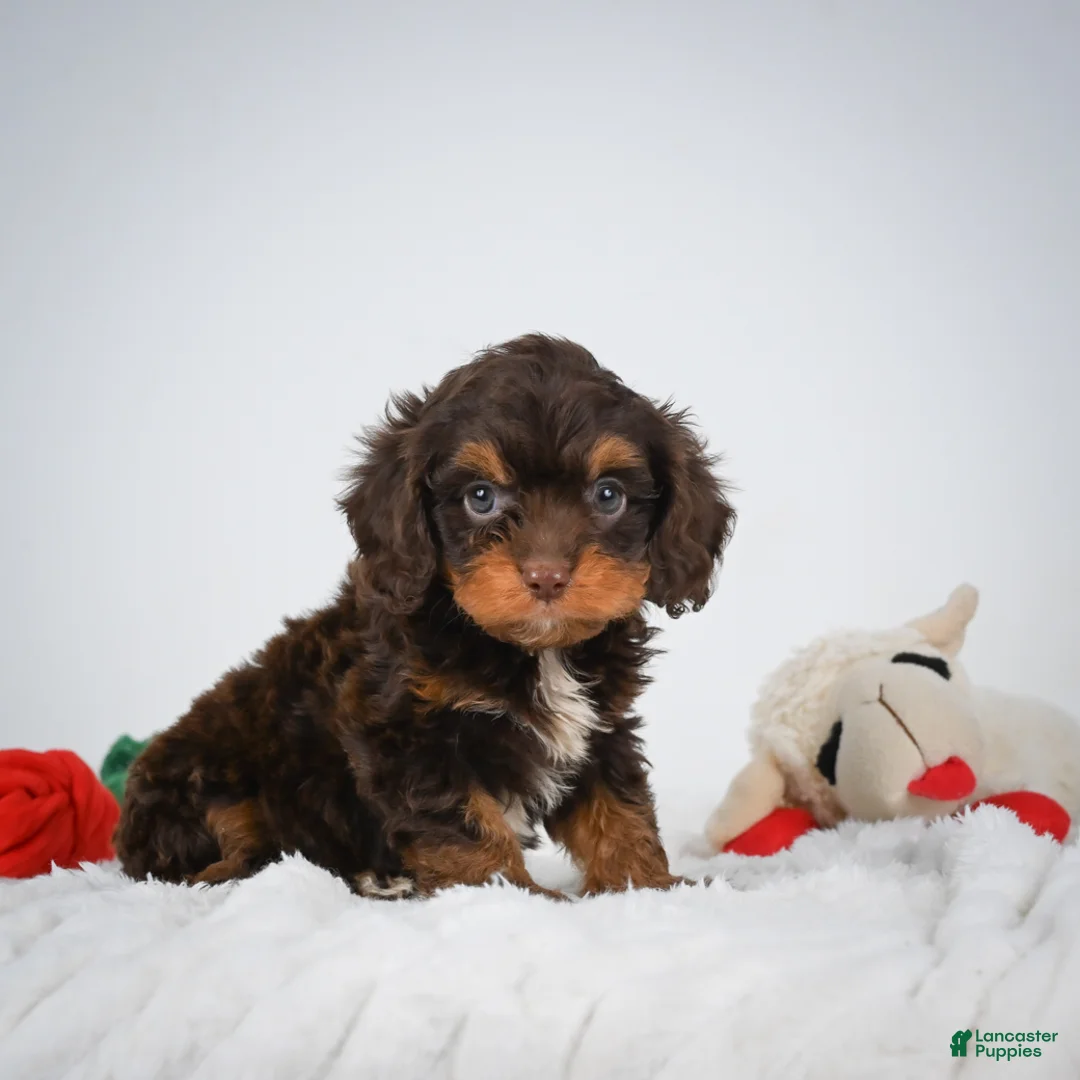 Cavapoo dogs for sale: Jasmine - Ad 2