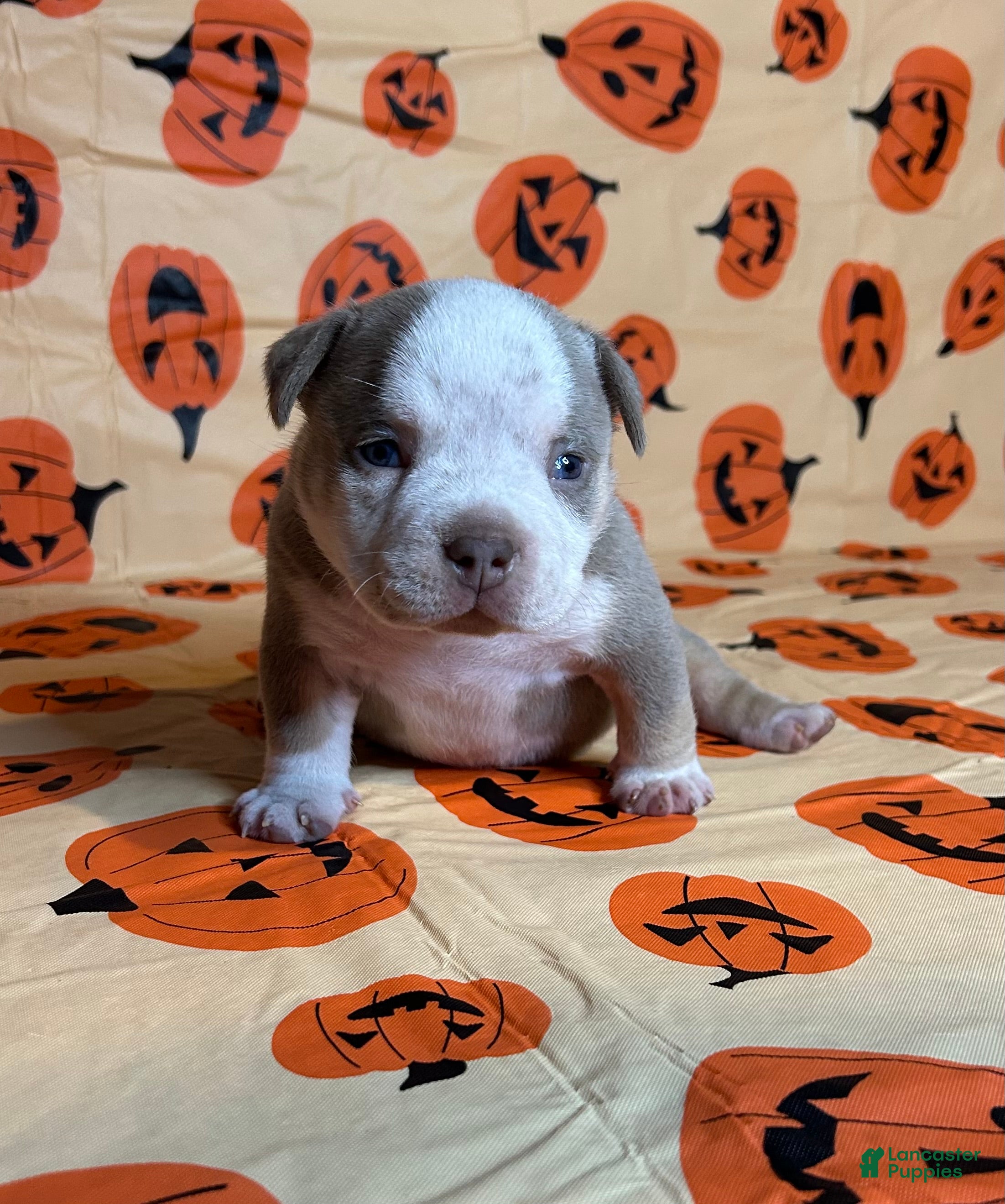 American Bully dogs American Bully 2 (light blue collar) - Ad 1