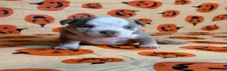 American Bully dogs for sale: American Bully 2 (light blue collar) - Ad 1
