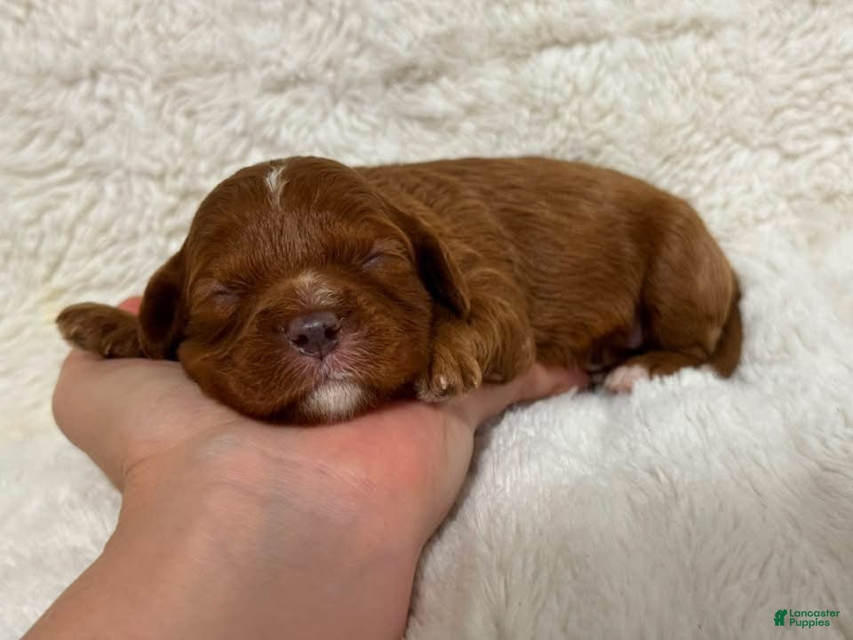 Cavapoo dogs Bria - Ad 20