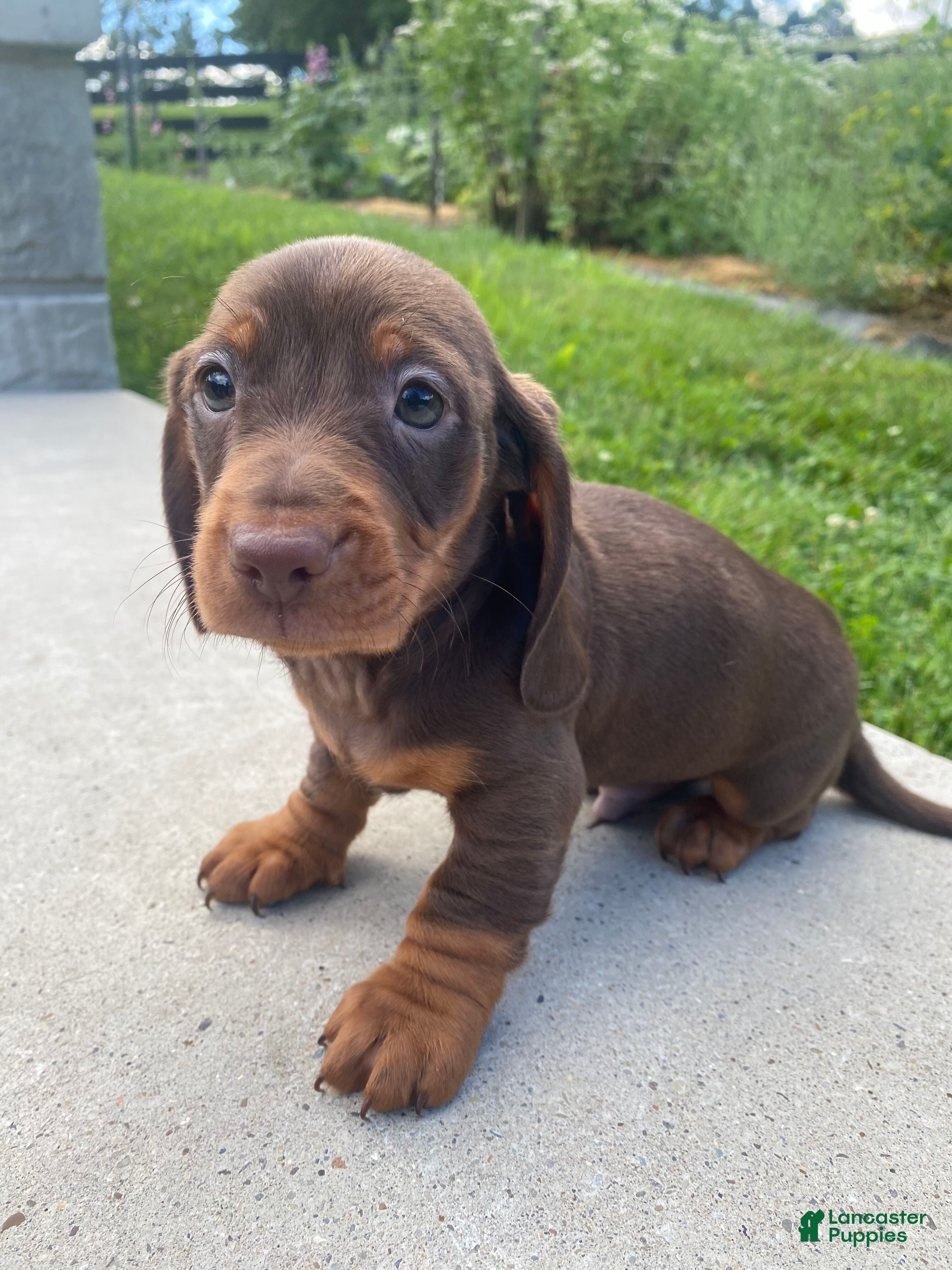 Miniature Dachshund dogs Maverick - Ad 1