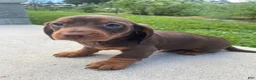 Miniature Dachshund dogs for sale: Maverick - Ad 1