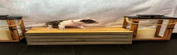 French Bulldog dogs for sale: Charlotte "Char"  - Ad 5