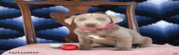 Labrador Retriever dogs for sale: Athens - Ad 3