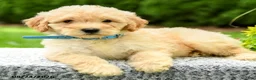 Mini Goldendoodle dogs for sale: Hayden - Ad 5
