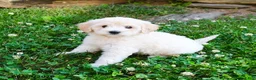Mini Goldendoodle dogs for sale: Kathy - Ad 3