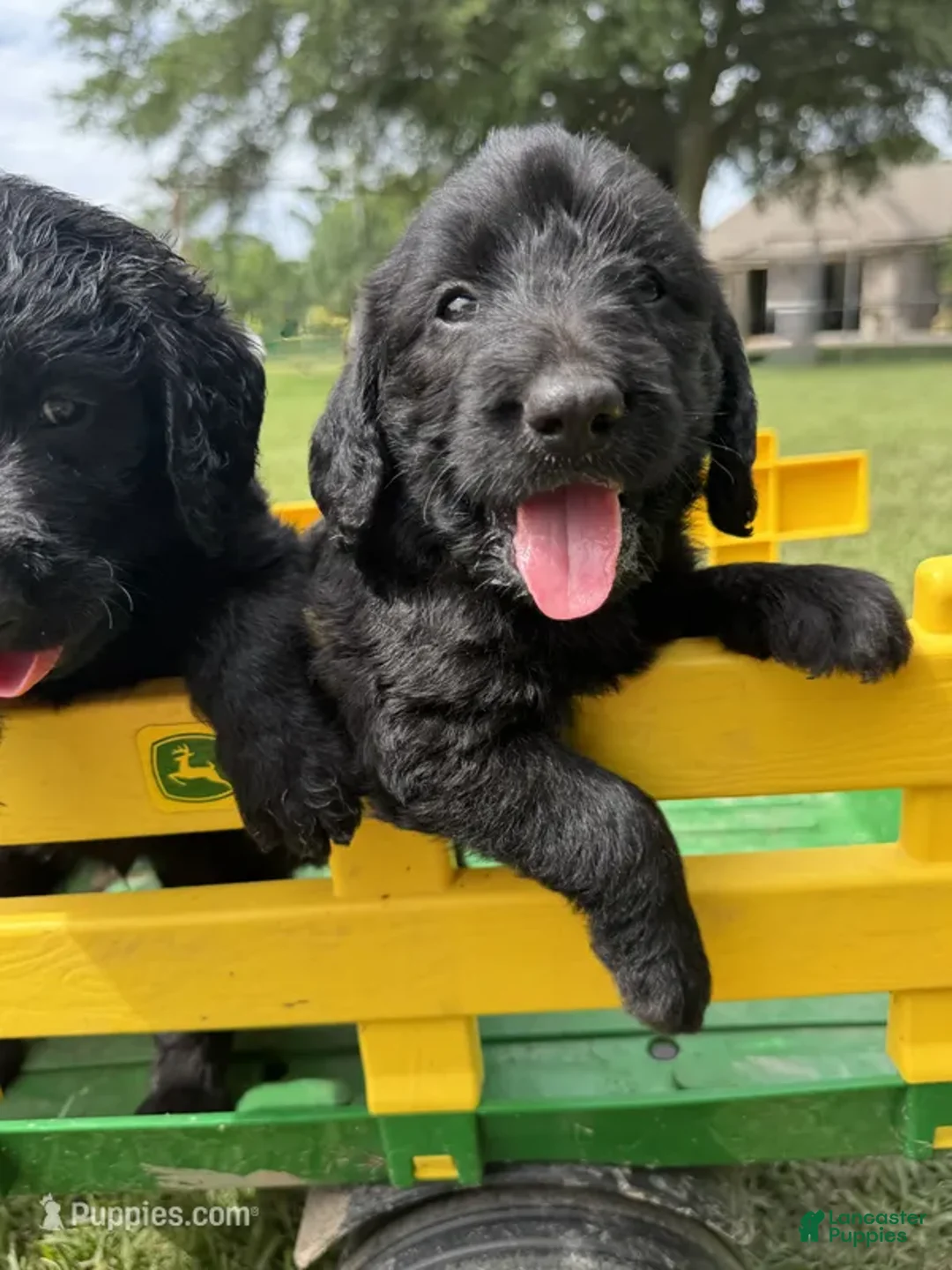Labradoodle dogs for sale: Bo - Ad 1