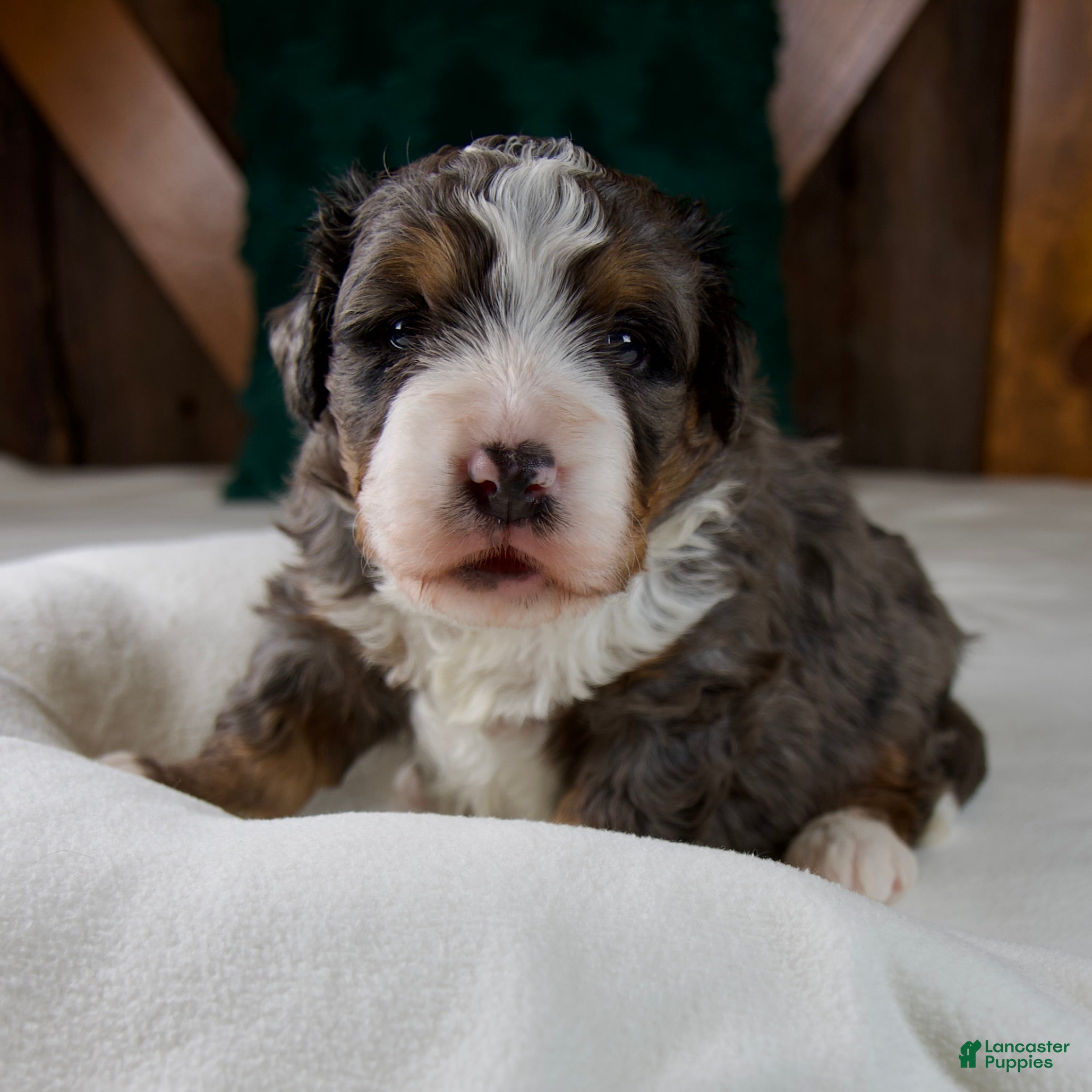 Mini Bernedoodle dogs Pudding Pop - Ad 33