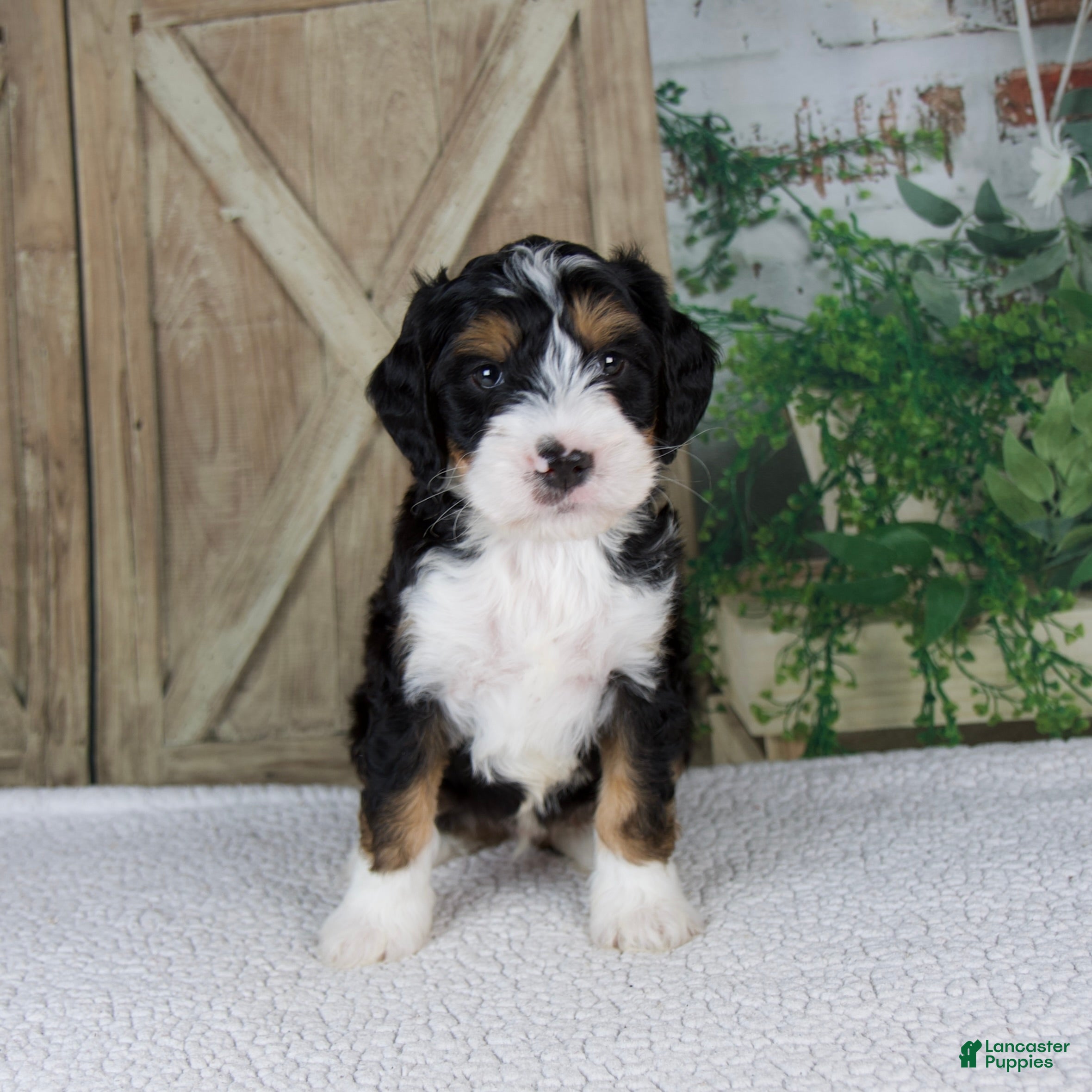 Mini Bernedoodle dogs Travis - Ad 2
