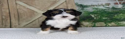 Mini Bernedoodle dogs for sale: Travis - Ad 2