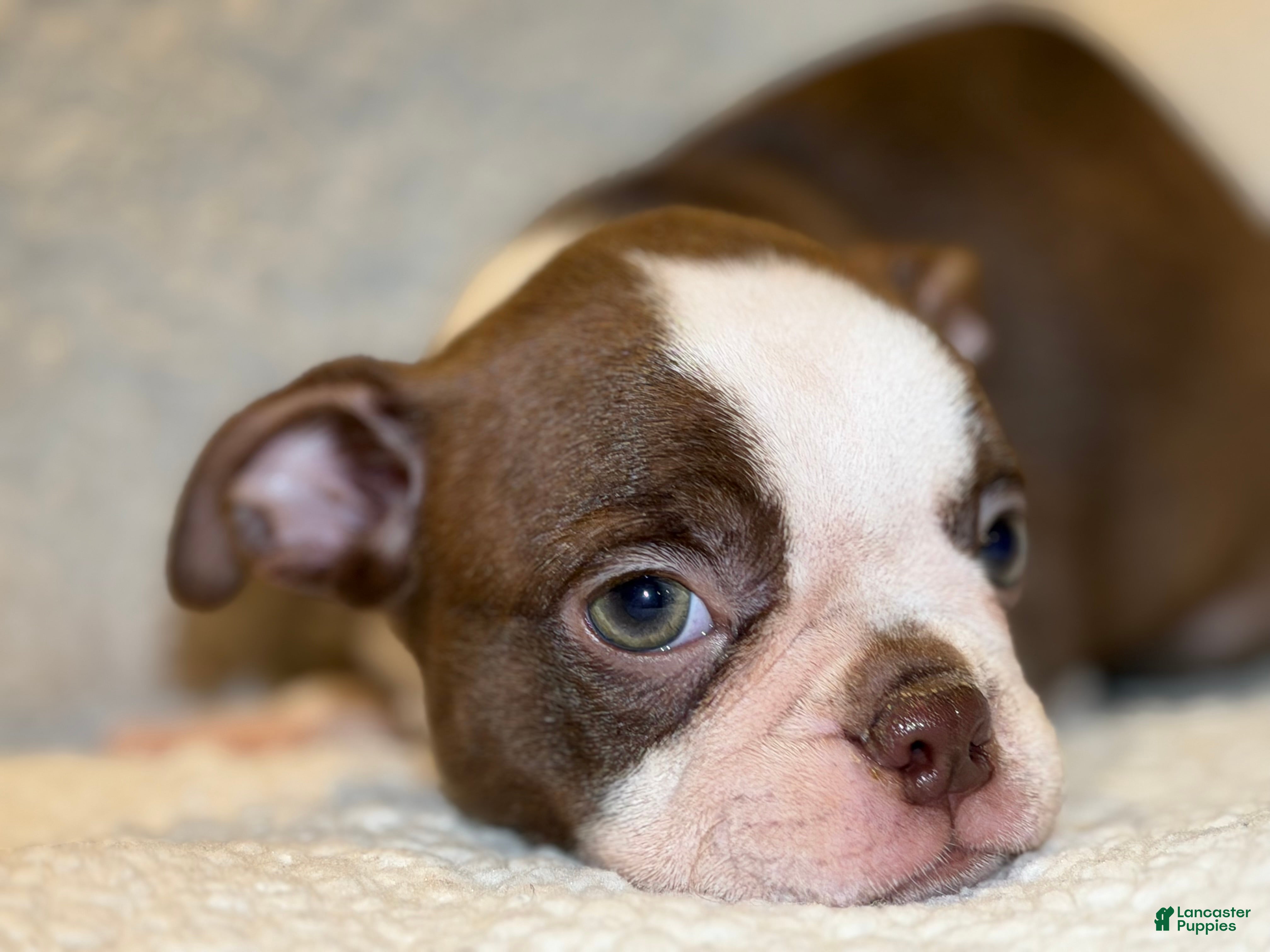 Boston Terrier dogs Romeo - Ad 2