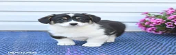 Welsh Corgi Pembroke dogs for sale: Crystal - Ad 3