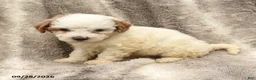 Miniature Poodle dogs for sale: Melanie - Ad 4