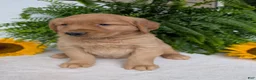 Golden Retriever dogs for sale: Shadow  - Ad 4