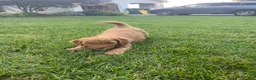Mini Goldendoodle dogs for sale: Nash - Ad 7