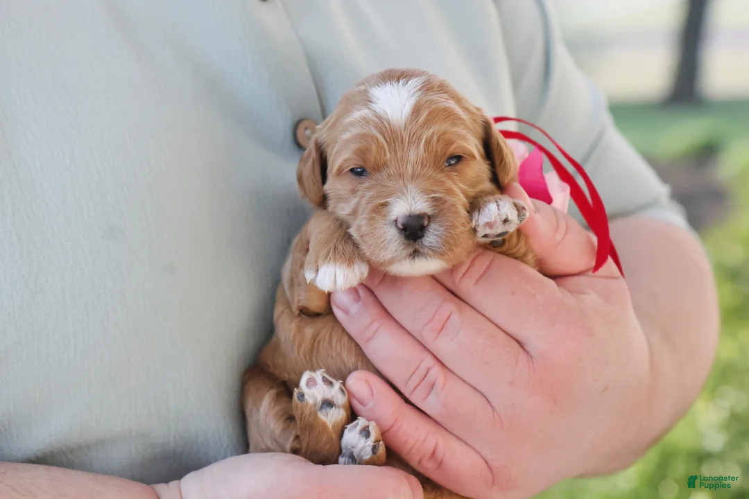 Goldendoodle dogs for sale: Cupcake - Ad 1