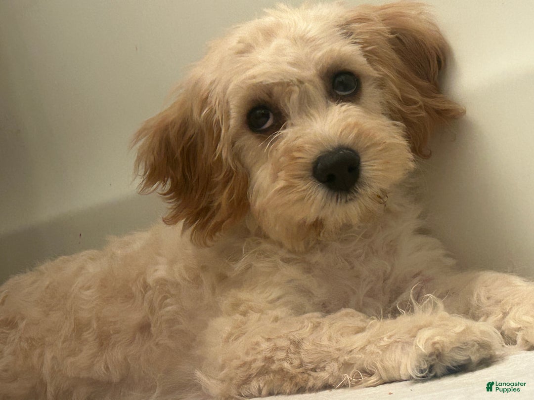 Mixed Breed dogs for sale: Mixed Breed Puppy 1 - Ad 2