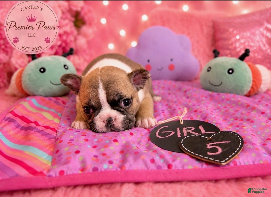 French Bulldog dogs French Bulldog 5 daisy,fay  - Ad 2