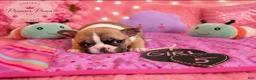 French Bulldog dogs for sale: French Bulldog 5 daisy,fay  - Ad 2