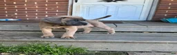 Cane Corso dogs for sale: Hemmy - Ad 2