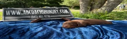 Miniature Dachshund dogs for sale: AKC Ch Russian line - Ad 4