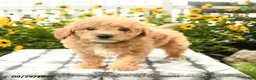 Bichpoo dogs for sale: Archie - Ad 4