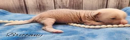Mixed Breed dogs for sale: Brittany - Ad 2