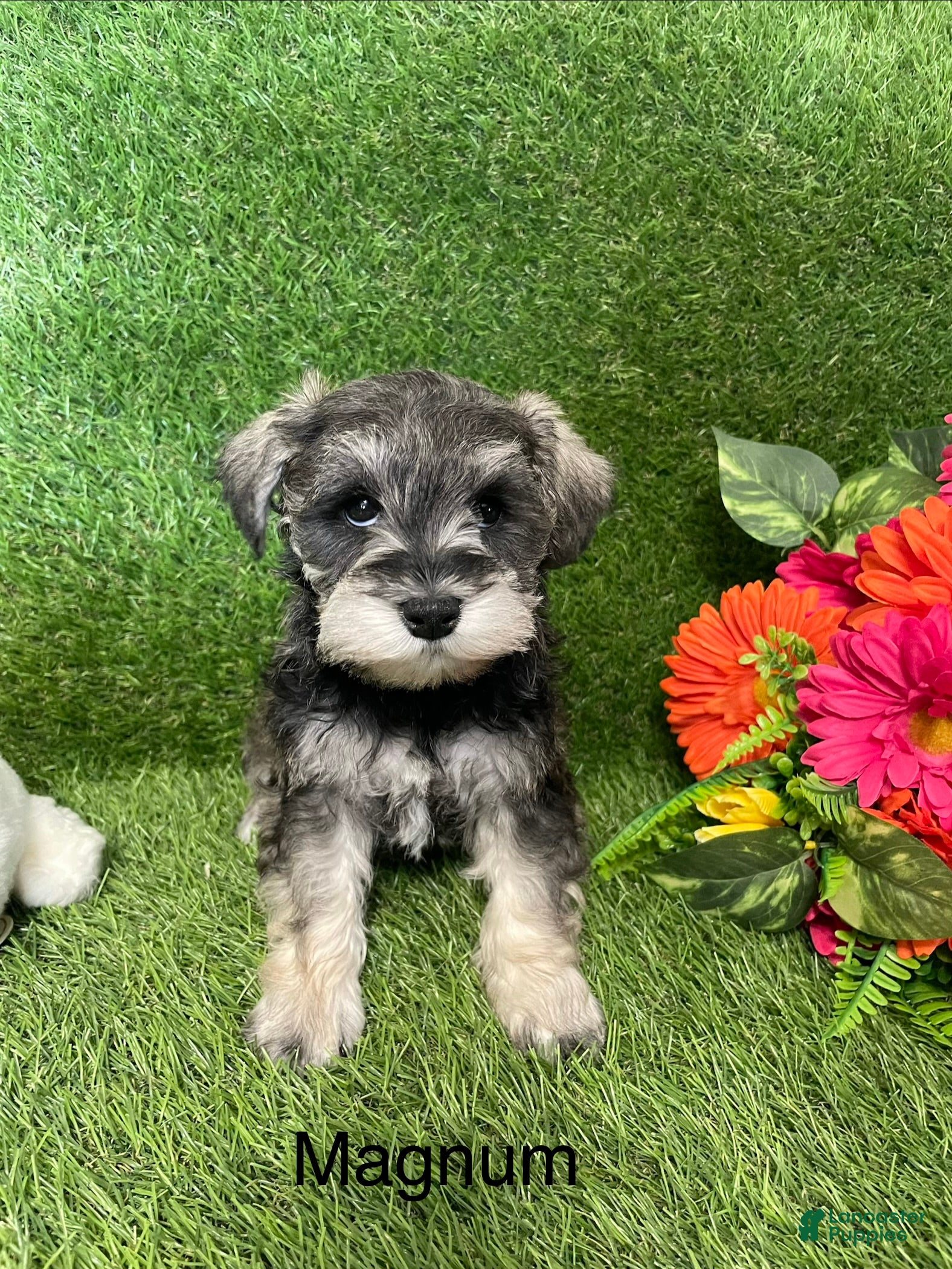 Miniature Schnauzer dogs Miniature Schnauzer Puppy 2 Magnum - Ad 1