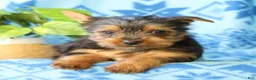 Yorkshire Terrier dogs for sale: Davy - Ad 6