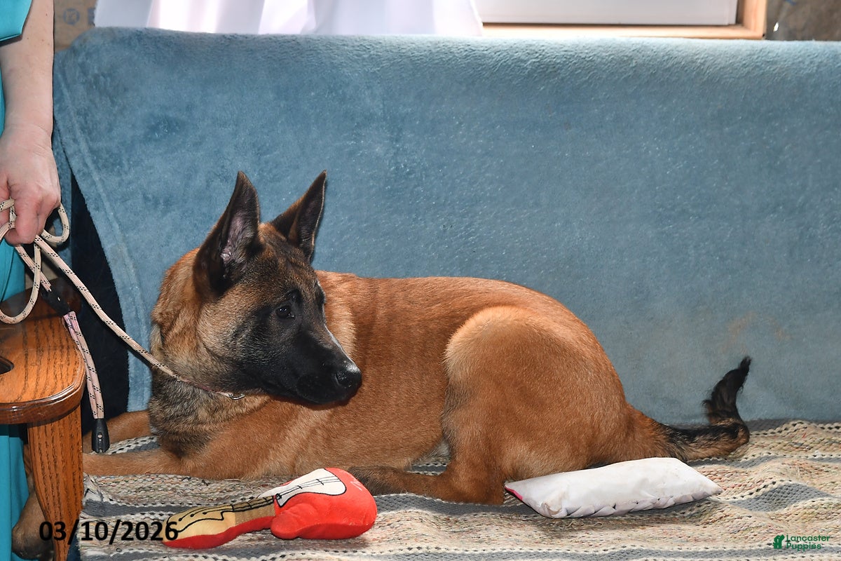 Belgian Malinois dogs Lacey - Ad 2