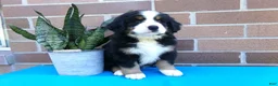 Bernese Mountain Dog dogs for sale: Tea Cup - Ad 6