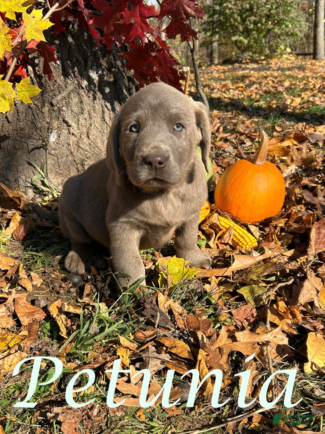 Labrador Retriever dogs for sale: Petunia  - Ad 3