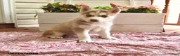 Siberian Husky dogs for sale: Sweetheart - Ad 1
