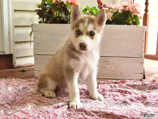 Siberian Husky dogs for sale: Sweetheart - Ad 1