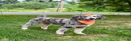 Sheepadoodle dogs for sale: Coconut Crème  - Ad 8