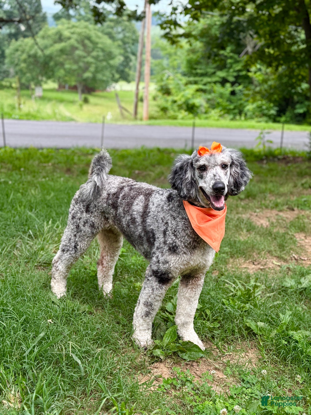 Sheepadoodle dogs for sale: Coconut Crème  - Ad 8